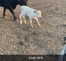 COWBOY TUFF CHEX X TOP STARLET  TAG 418