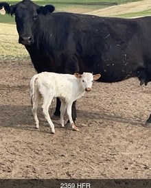 COWBOY TUFF CHEX X TOP STARLET TAG 410